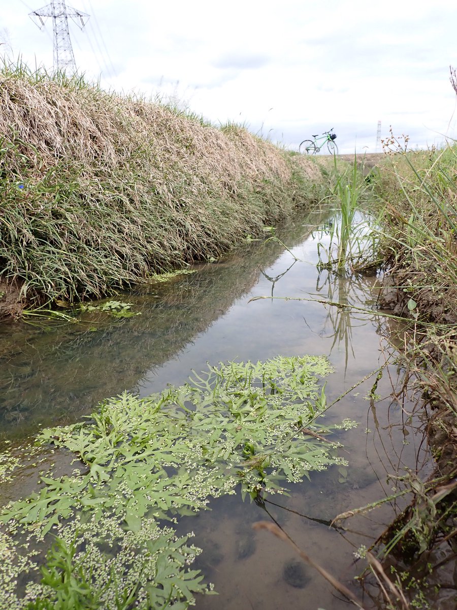 rockfish (@rockfis24599664) / Posts / X