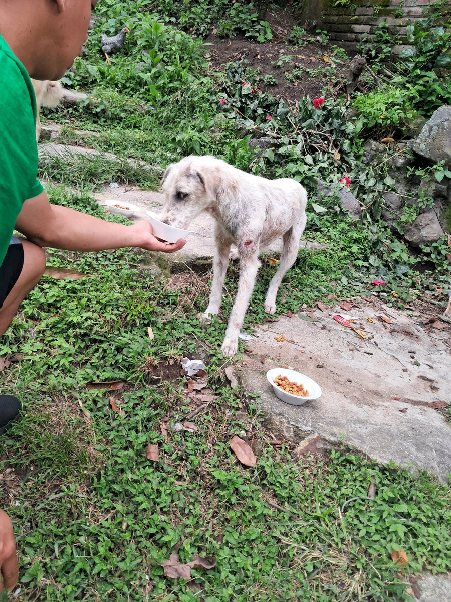 MANADITA CANINA CALLEJERA tweet media