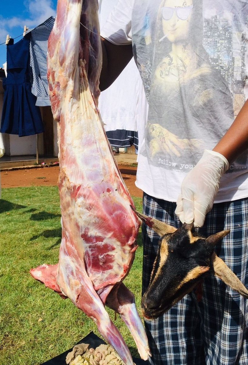 PENG TONGA BULL ♐🔴⁹⁶ tweet media