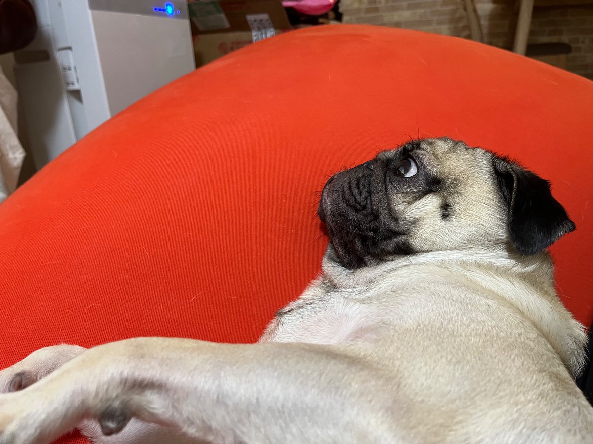 今日もYogiboでリラックス。

9月なのに、まだまだ暑いなぁ...。

#パグ
#pug
#Yogibo