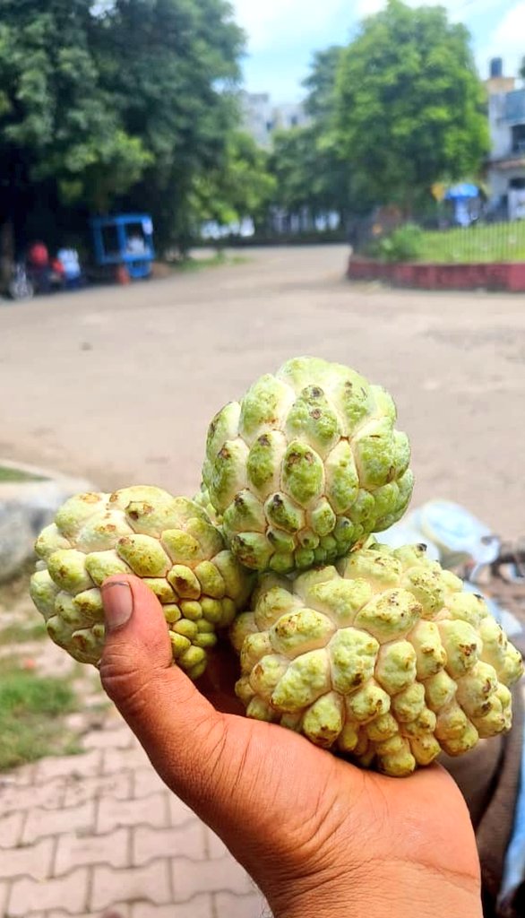 Roobal_25's tweet photo. So my fav fruit has hit the market .. #sharifa https://t.co/zI5OjUTwJH