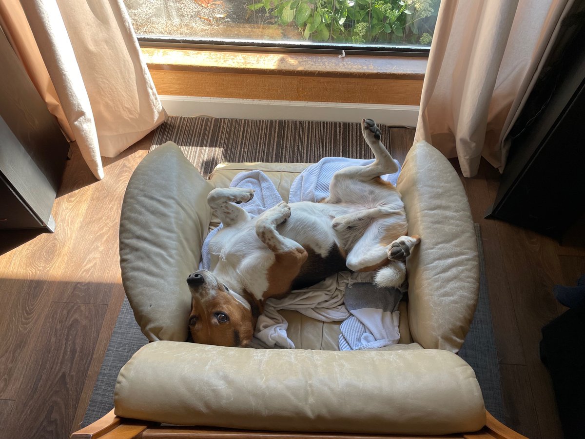 GlennYoung_PE's tweet photo. @beaglefacts @10MinDQ #irresistable #Beagles https://t.co/FRPtzFP5PX
