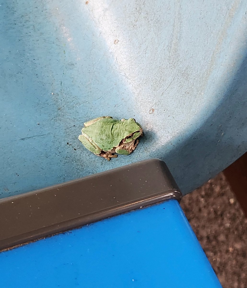アマガエルと電車待ち🐸
