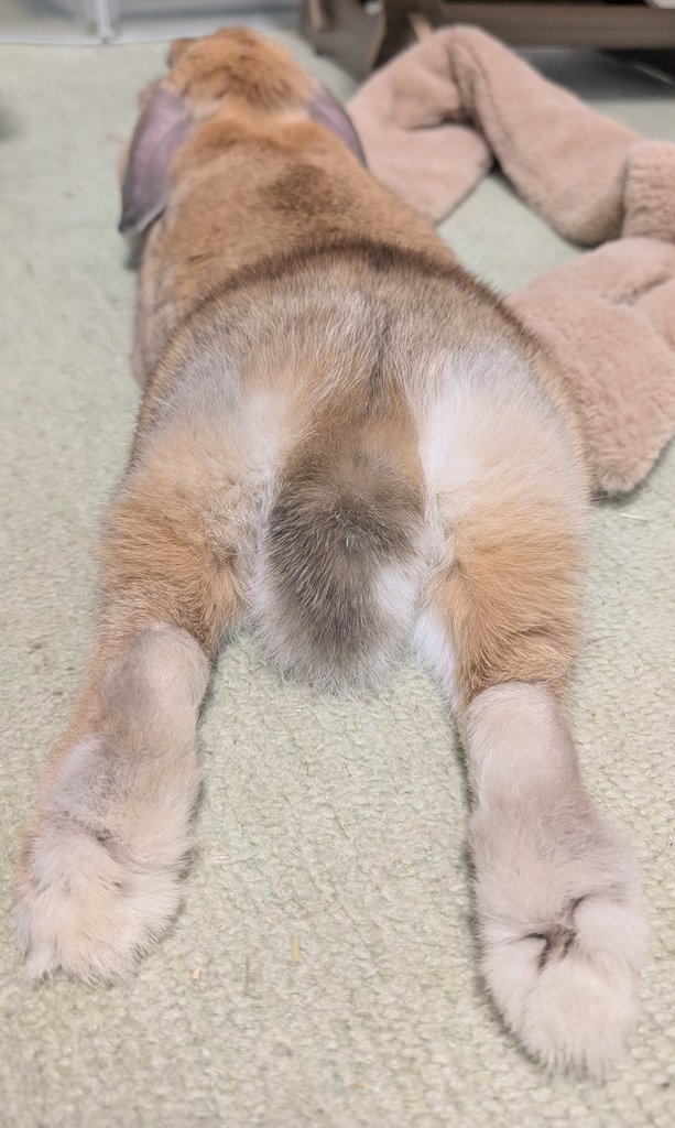 mlkchcusa's tweet image. 3連休最終日のうさけつようび～
#うさぎ #うさぎのいる暮らし