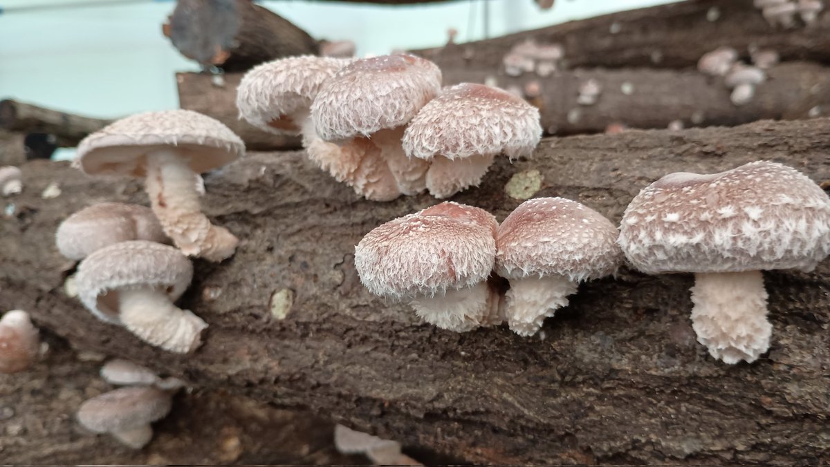 今秋の開園日もとうとう今週末に迫りました😃
毎日慌ただしく開園準備をしており、すっかりポストがおざなりに…😵‍💫
椎茸さんの機嫌も良く、のんびりスタートを切れそうです☺️
皆様、是非ご予約の上椎茸狩りにお出でください😃🍄‍🟫
＃原木栽培　＃青梅市　＃椎茸狩り