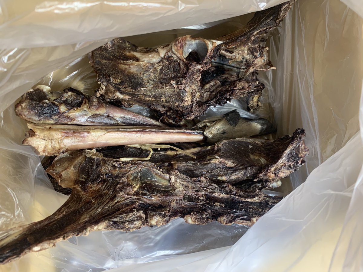 EMMA_1216_'s tweet photo. イベントでたっぷりお肉付きの鹿骨をお安くゲット！
細かくして冷凍保存します🕺✨️ https://t.co/s6hJSlQQwM