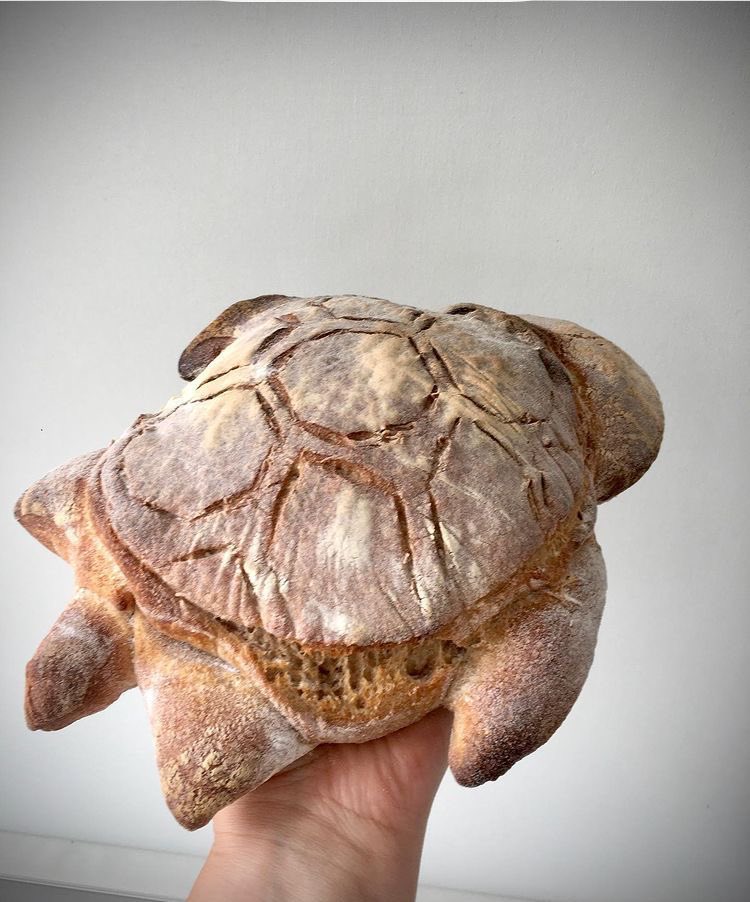faewings's tweet image. sea turtle sourdough ♥︎