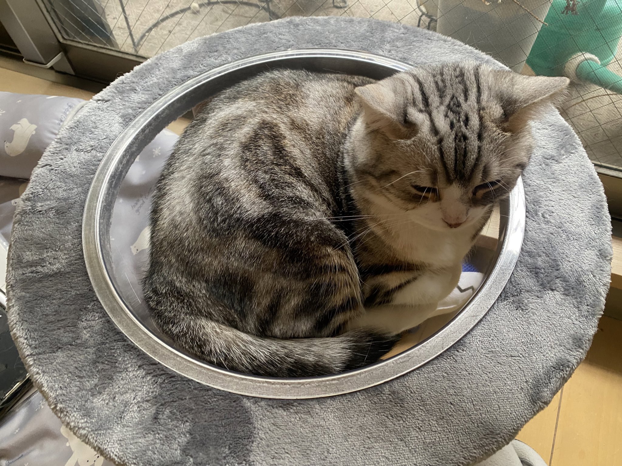 ねこ Amazon.co.jp: ご縁猫 ジュエリーキャット(S-SIZE ピンク Pink
