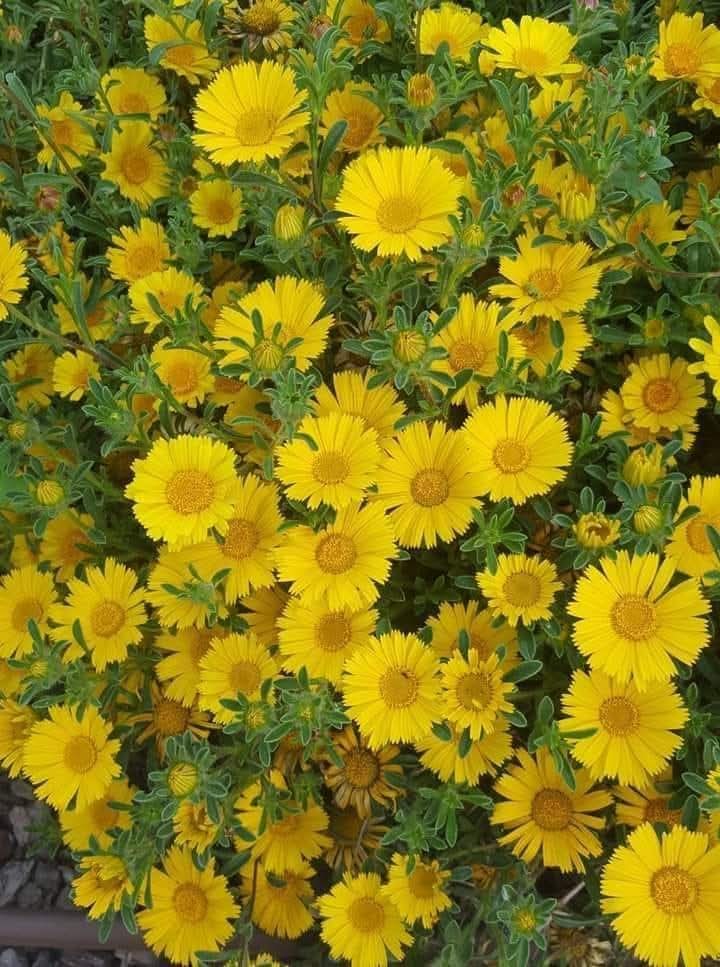 Groc de llibertat, de dignitat. Abraçada. Agraïment. Ànims. <a href="/aviesiavisLL/">Àvies i Avis Mont-roig del C.🎗️x la Llibertat</a> <a href="/avisiaviesreus/">Avis i Àvies de Reus x Llibertat 🎗</a> <a href="/AvisxRepublica/">Avis i Àvies per la República</a> <a href="/Aviesiavisvic21/">Àvies I Avis de la Plaça de Vic</a> <a href="/TacaDOliAvis/">Taca d'Oli</a> <a href="/anclacanonja/">ANC La Canonja</a> <a href="/CanonjaX/">La Canonja x la Llibertat</a> <a href="/Iaies_osTortosa/">Iaies&Iaios per la Llibertat</a> <a href="/v_rovira/">vrovira50</a> <a href="/david_miret/">David Miret</a> <a href="/MeridianaResis1/">MeridianaResisteix</a> <a href="/JDDCAT/">JDD</a> <a href="/musicspenedes/">Músics per la Llibertat Alt Penedès</a> <a href="/CorPaeria/">Cor Plaça Paeria</a> <a href="/JaumeAeRos/">Jaume Añe Ros</a> <a href="/CesarLagonigro/">Cèsar Lagonigro</a>