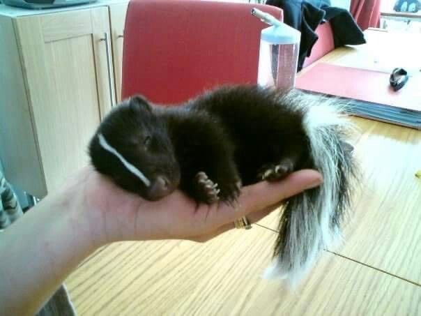 baby skunk ≧︿≦
