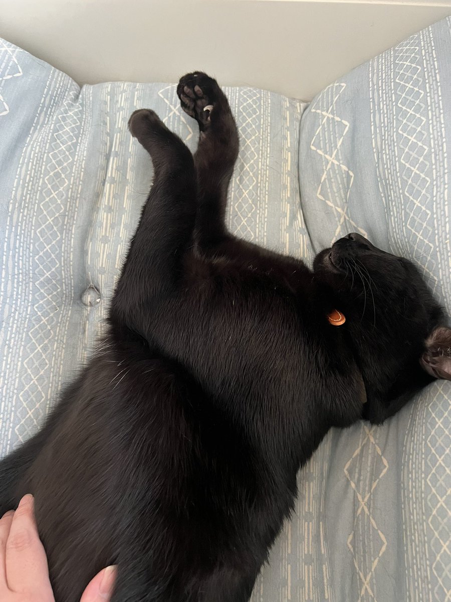 爪1本だけぺよんって出てる☺️