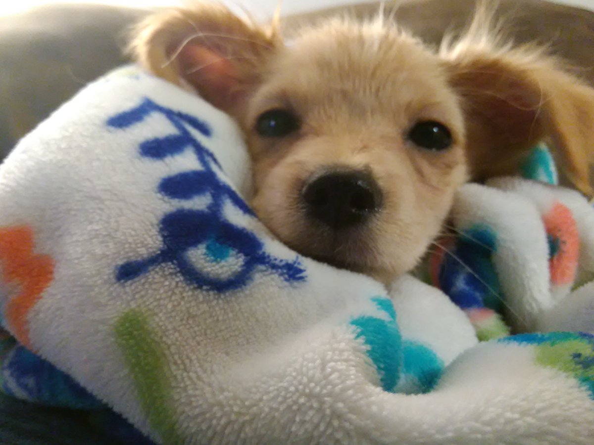 Have a goodnight 🐶🌝⭐️

#DogLovers #GoodMorningEveryone #PuppyLove