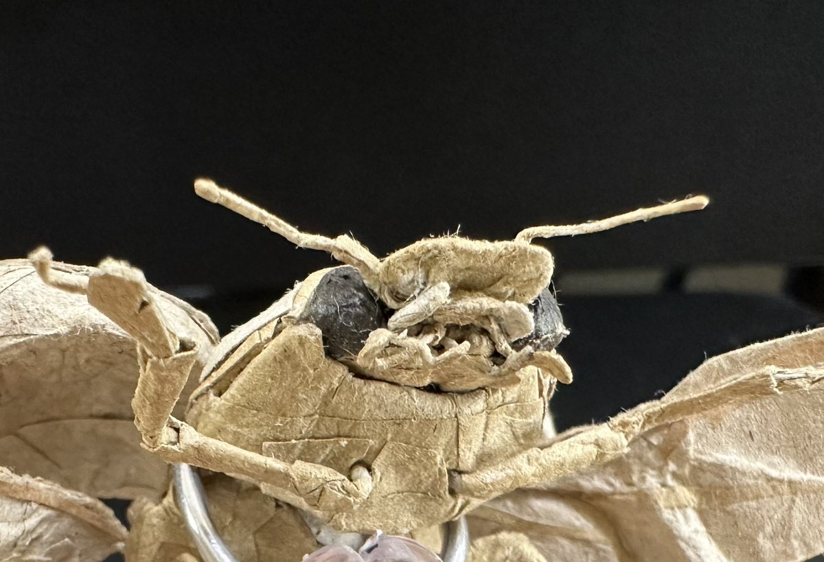 テントウムシ - Search / X