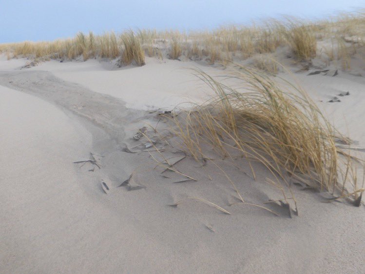 ALM Kolder 66 ξ¨πΊπ¦ (@laurentius66) on Twitter photo <a href="/LisetteOpTexel/">πππ€ππ₯π₯π ππππππ€π€ππ</a> Op een vergeten
strand, strand het zand
waar wind speelt
over naar duinen
verstuift in
het gehelmde gras
waar de duinen wandelen
in een vruchteloos zoeken
naar uiteindelijk houvast
#Septemberweer
#strandwandeling
<a href="/LisetteOpTexel/">πππ€ππ₯π₯π ππππππ€π€ππ</a> <a href="/LisetteOpTexel/">πππ€ππ₯π₯π ππππππ€π€ππ</a> Op een vergeten
strand, strand het zand
waar wind speelt
over naar duinen
verstuift in
het gehelmde gras
waar de duinen wandelen
in een vruchteloos zoeken
naar uiteindelijk houvast
#Septemberweer
#strandwandeling
<a href="/LisetteOpTexel/">πππ€ππ₯π₯π ππππππ€π€ππ</a>