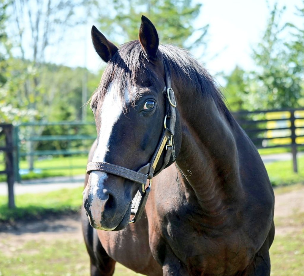 敬老の日…といえばこの方も！！
今朝のギムレットさん　26歳

このままお元気でおすごしください

#タニノギムレット　#敬老の日
#Yogiboヴェルサイユリゾートファーム