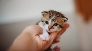abuRaih59410602's tweet image. Newborn Kitten Care Guide
Caring for a newborn kitten is a rewarding yet delicate task, especially if the kitten is without a mother. 
#NewbornKittenCare
#KittenTips
#CaringForCats
#PetCareGuide
#KittenLove
#FelineCare
shuvesa.com/2025/09/15/new…