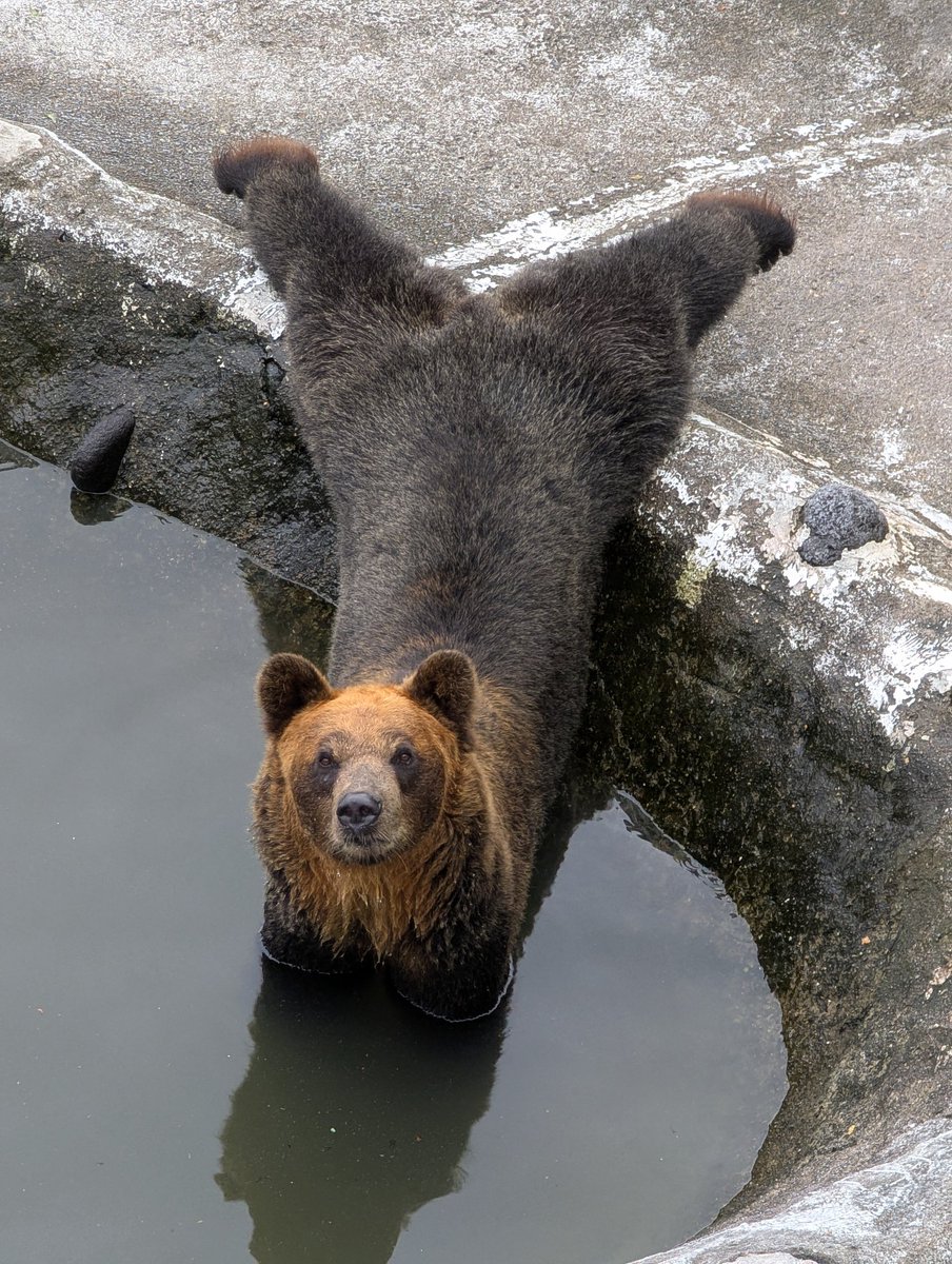 のぶクマ🐻羆と香辛料 tweet media