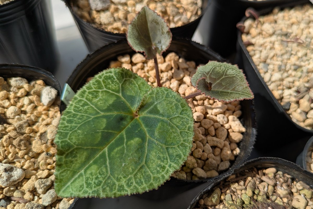 週末 (@_Naked_blue) / X