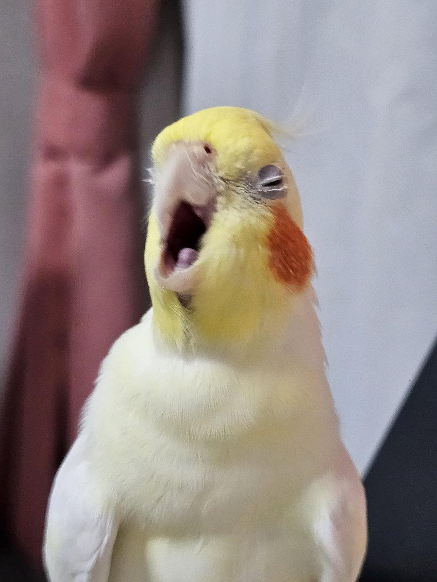 泣いても叫んでも…

連休は終わりなんだよ…

#オカメインコ #連休の終わりに哀を叫ぶ