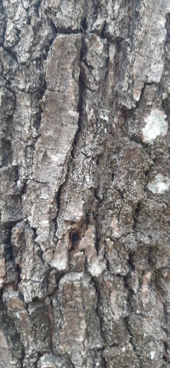 Bonjour tout le monde 😀
Nous vous proposons un double quizz pour un PAF 😁
À qui sont ces écorces ?