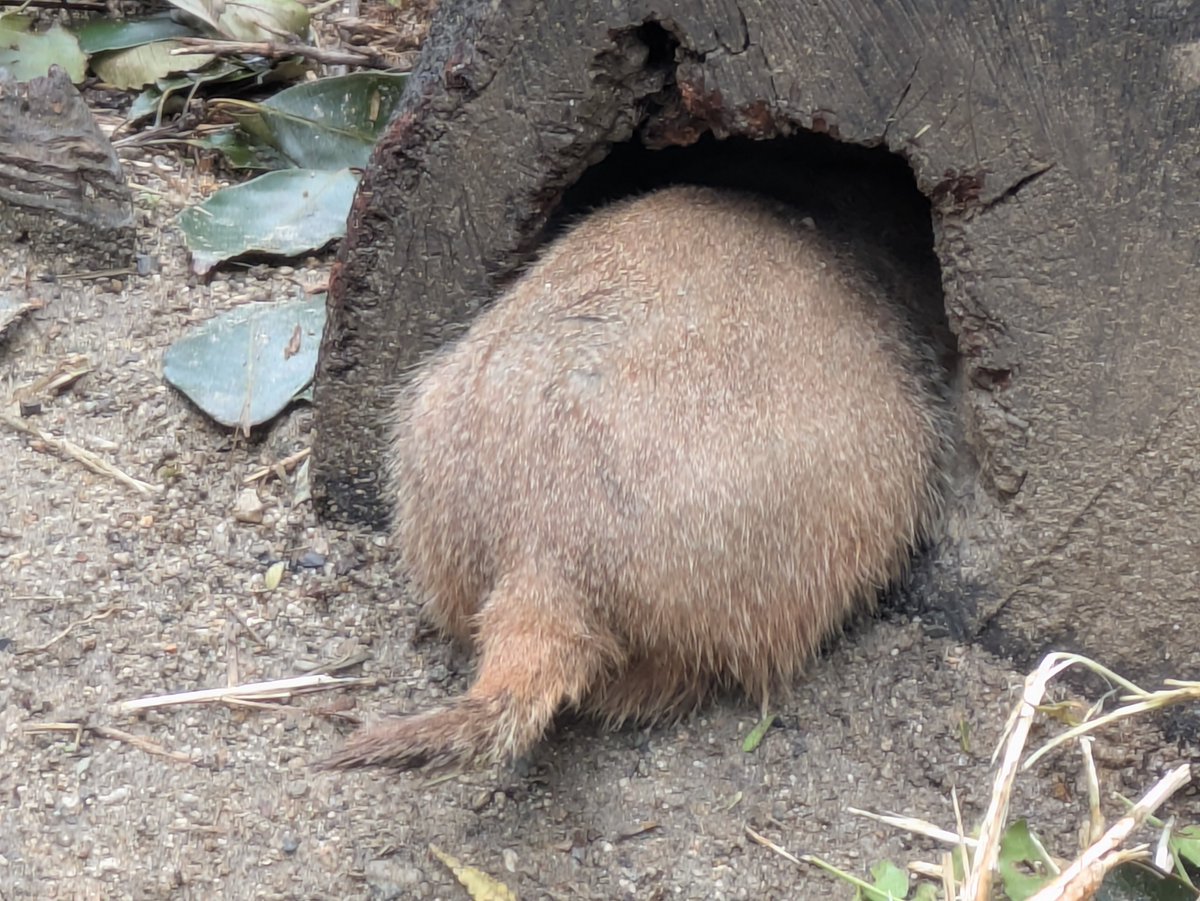 itozu_zoo's tweet photo. 【かくれんぼ?】
キウイ🥝のようなこのお尻は・・・
#到津の森公園 #ItozuZoo #プレーリードッグ #Prairie_Dog #kiwifruit https://t.co/87Gne2BF5Q
