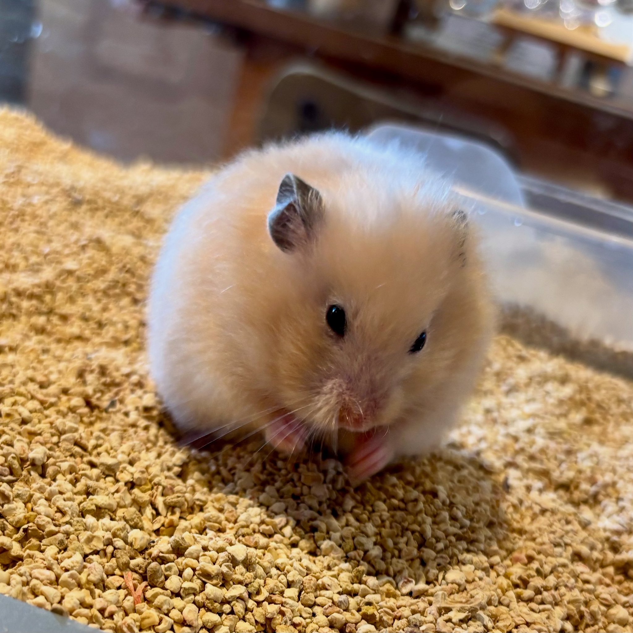 ALOHA ハムスター　32L おてて！！✋🐹🤚 ☎︎03-3404-1180 #ハムスター #はむすたー