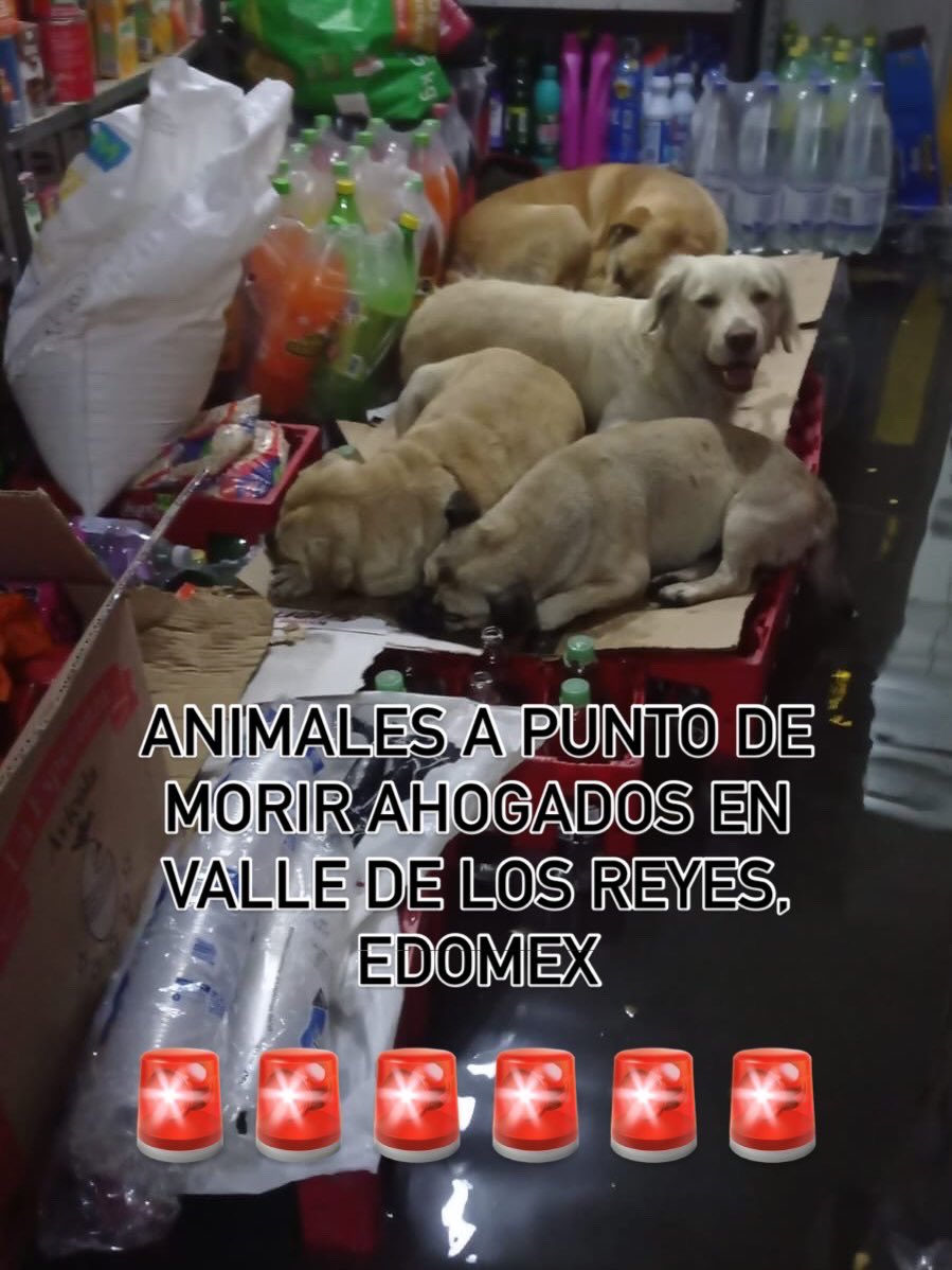 sereslibres_mx's tweet photo. 🚨Solicitamos ayuda de @delfinagomeza  y @CEPANAF  hay animales que se están ahogando en 📍Valle de Los Reyes y Valle de Los Pinos en #LaPaz #Edomex 

¿Van a esperar a que mueran ? 

Protección civil municipal está rebasado y sacando gente, pero los animales quedarán al último como SIEMPRE ⚠️⚠️⚠️⚠️⚠️⚠️⚠️⚠️