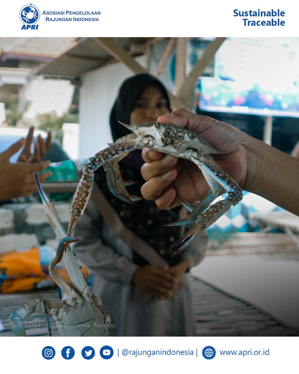 rajunganindo's tweet photo. Blue swimming crab fishers — the true warriors of ocean-sourced protein 🌊🦀💙

#SustainableFishing #sustainablefisheries #rajunganindonesia #pamekasan #nelayanrajungan #blueswimmingcrabfisher #trap #sustainable #traceable #FIP #seafood #crabmeat #crabcatch https://t.co/j6achDxDTI