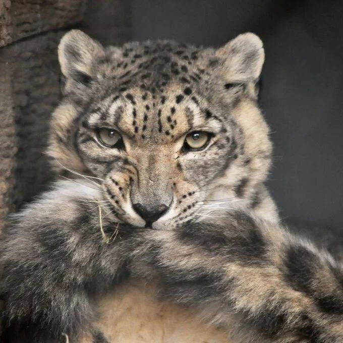 stop !!!! thats your own tail !!!! you're eating yourself !!!!!!!!