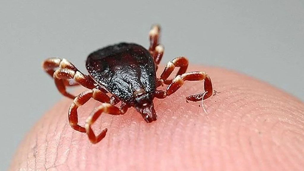 Kırım-Kongo Kanamalı Ateşi Hastalarında Erken Ribavirin Tedavisinin Mortalite Riskini Önemli Ölçüde Düşürdüğü Bulundu 

Haber İçin: klimik.org.tr/?p=168586