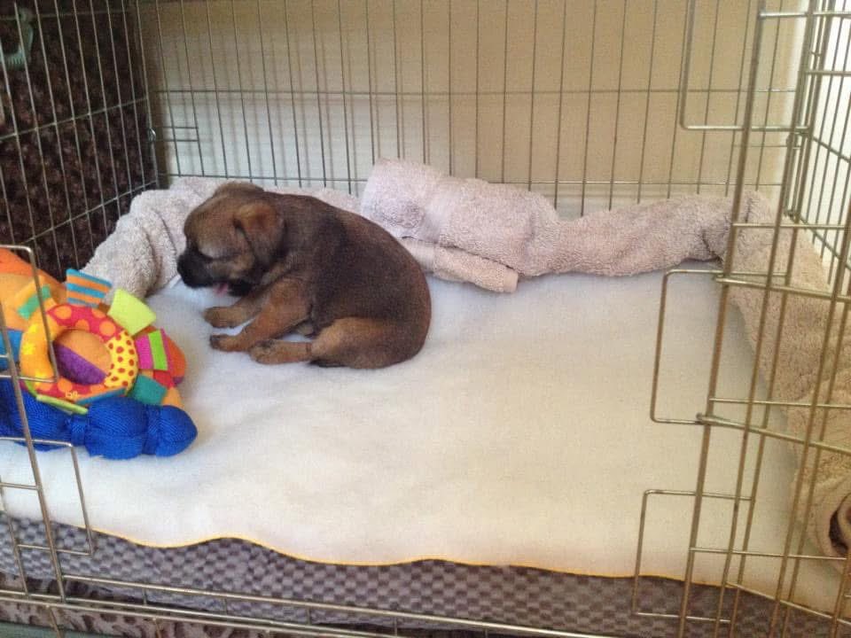 Lord Duncan Pickles tweet media