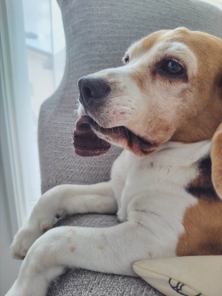 beagletonico's tweet photo. 凛々しい顔してるけど口元のりぼんの靴下返してほしい https://t.co/qr4cbH8gLE