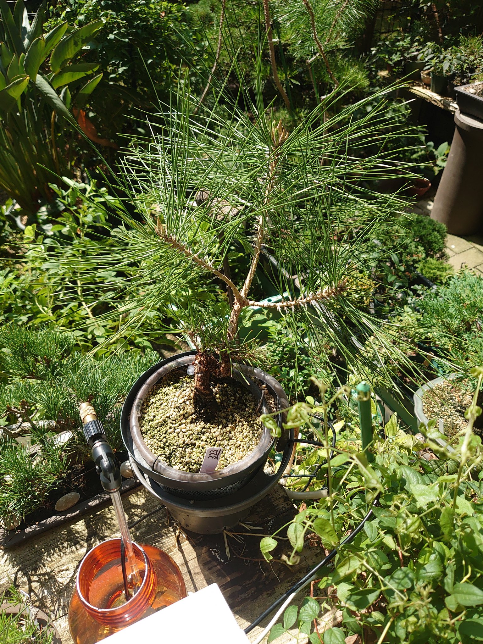 特別価格**「紅葉は、過去を美しく手放し、未来への扉を静かに開く力」大品盆栽 特別価格**「紅葉は、過去を美しく手放し、未来への扉を静かに