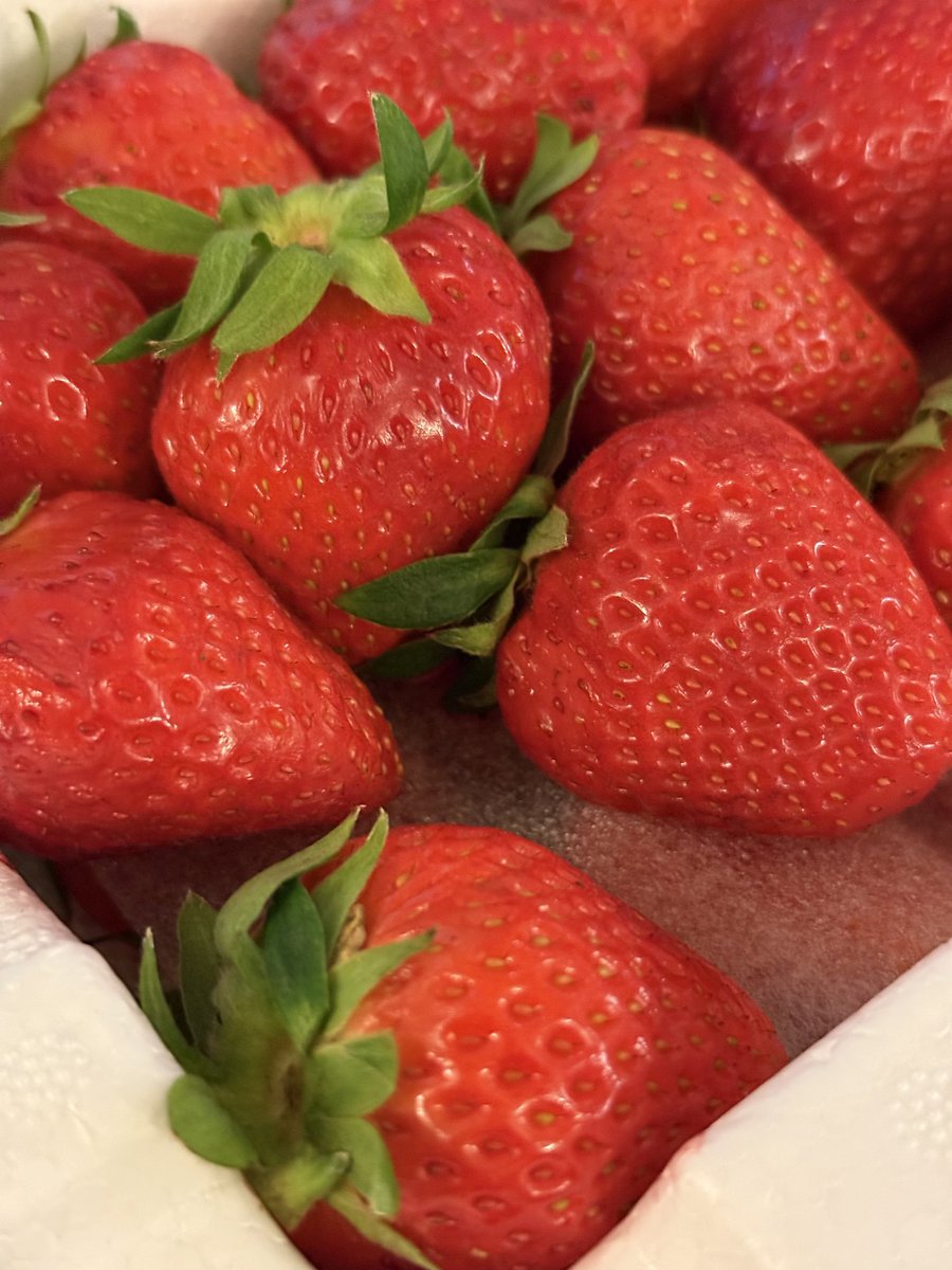 포도🍇딸기🍓
본인들이 먹은 과일 보내주는거 어떤뎀🫣