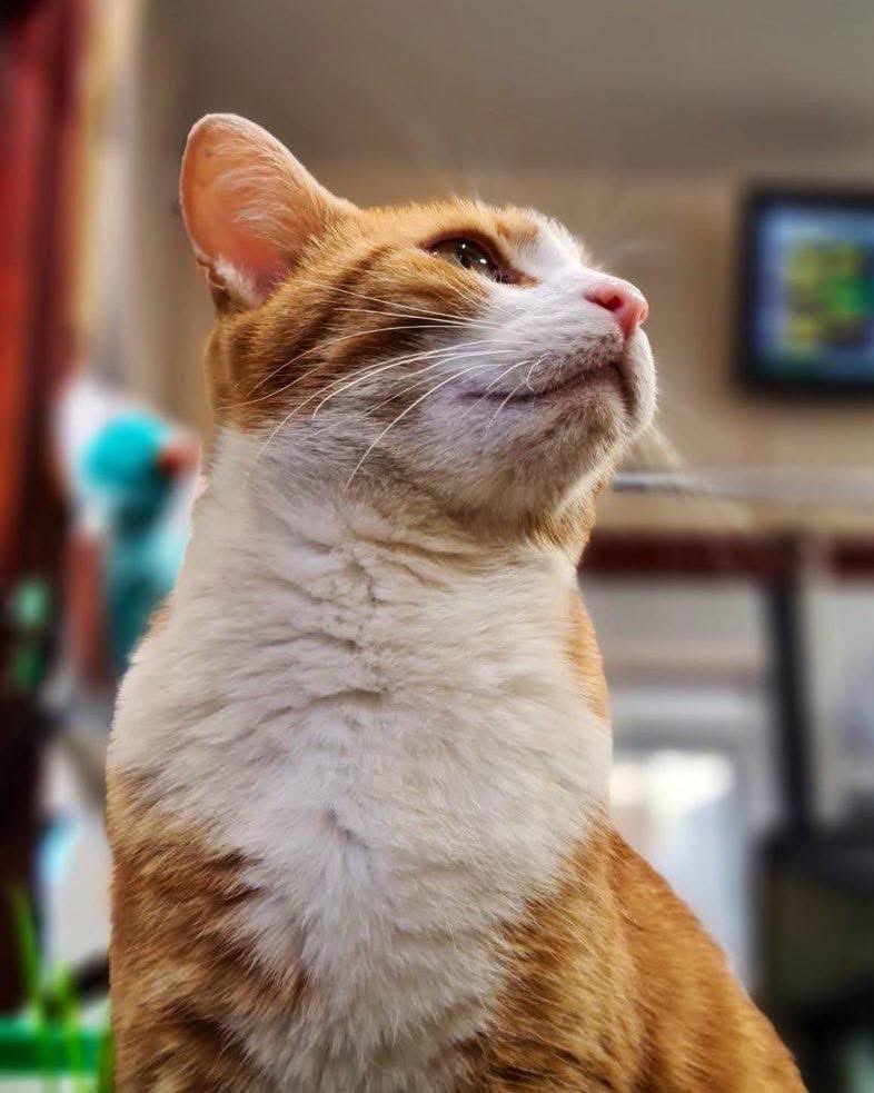 Good Morning &amp; welcome to marvellous marmalade Monday

Even if things don’t improve, you will. 
You’ll grow stronger, braver, and more resilient. 
Never forget the strength that lives within you

#cats #cats #Cat #CatsOnTwitter #CatsOfTwitter