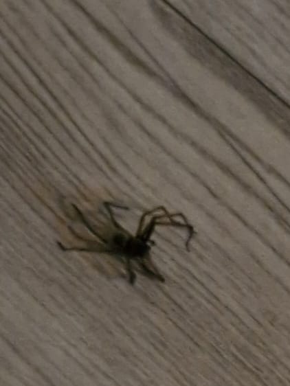 WesselEhv's tweet image. Wakker worden en een donkere woonkamer binnen lopen om koffie te halen en wat onder mijn blote voet voelen...Goedemorgen! #herfst #spin