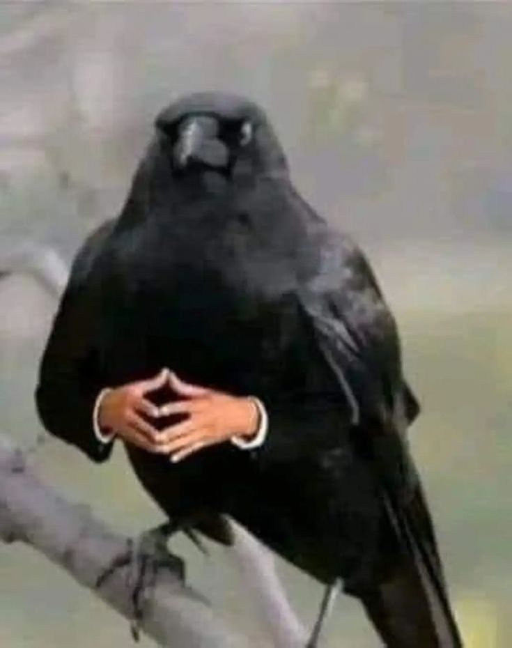 Yew's Finest tweet media