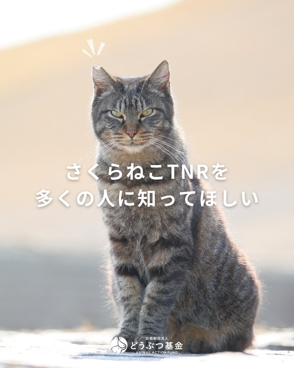 公益財団法人どうぶつ基金 on X: 