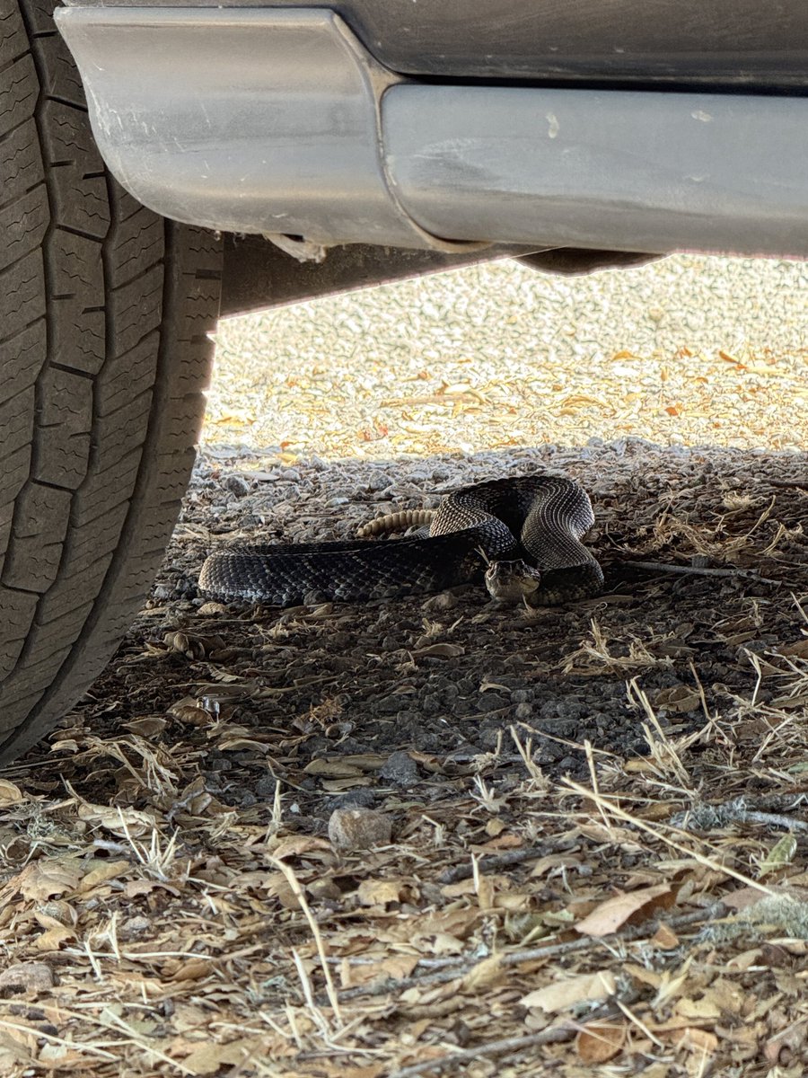 Generally not a good situation for either party. We relocated this snake into the abundant wild areas surrounding this home near Lopez Lake in Arroyo Grande.