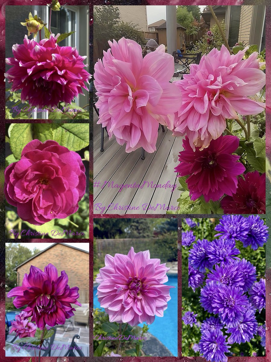 christinedemar's tweet photo. “If you cannot find peace within yourself, you will never find it anywhere else."
—Marvin Gaye,
#MagentaMonday
#MyGarden #Flowers
#GrowPeace https://t.co/HOwthILEdj