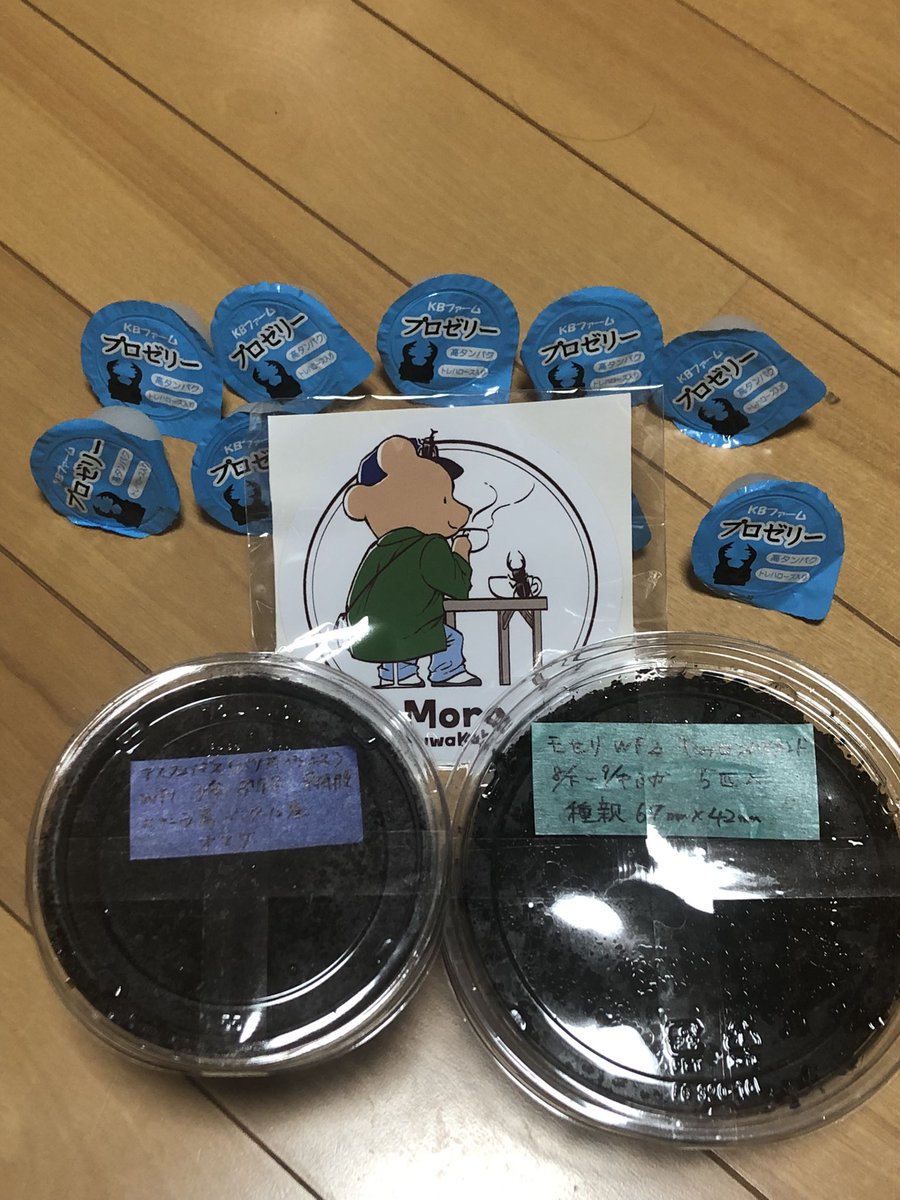 先日のMoroさん<a href="/moro_kuwa/">Moro</a> のプレゼント企画にて当選したモセリ幼虫が到着しました😊
おまけでアスタコイデスの幼虫、ゼリーまで🤗
本当にありがとうございます🙇‍♂️