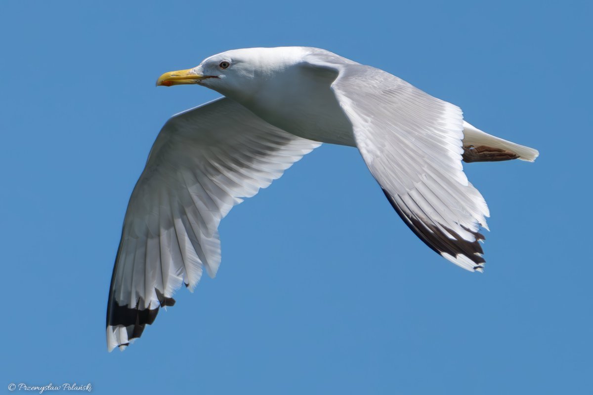Dzień dobry 😊
Mewa srebrzysta (Larus argentatus)