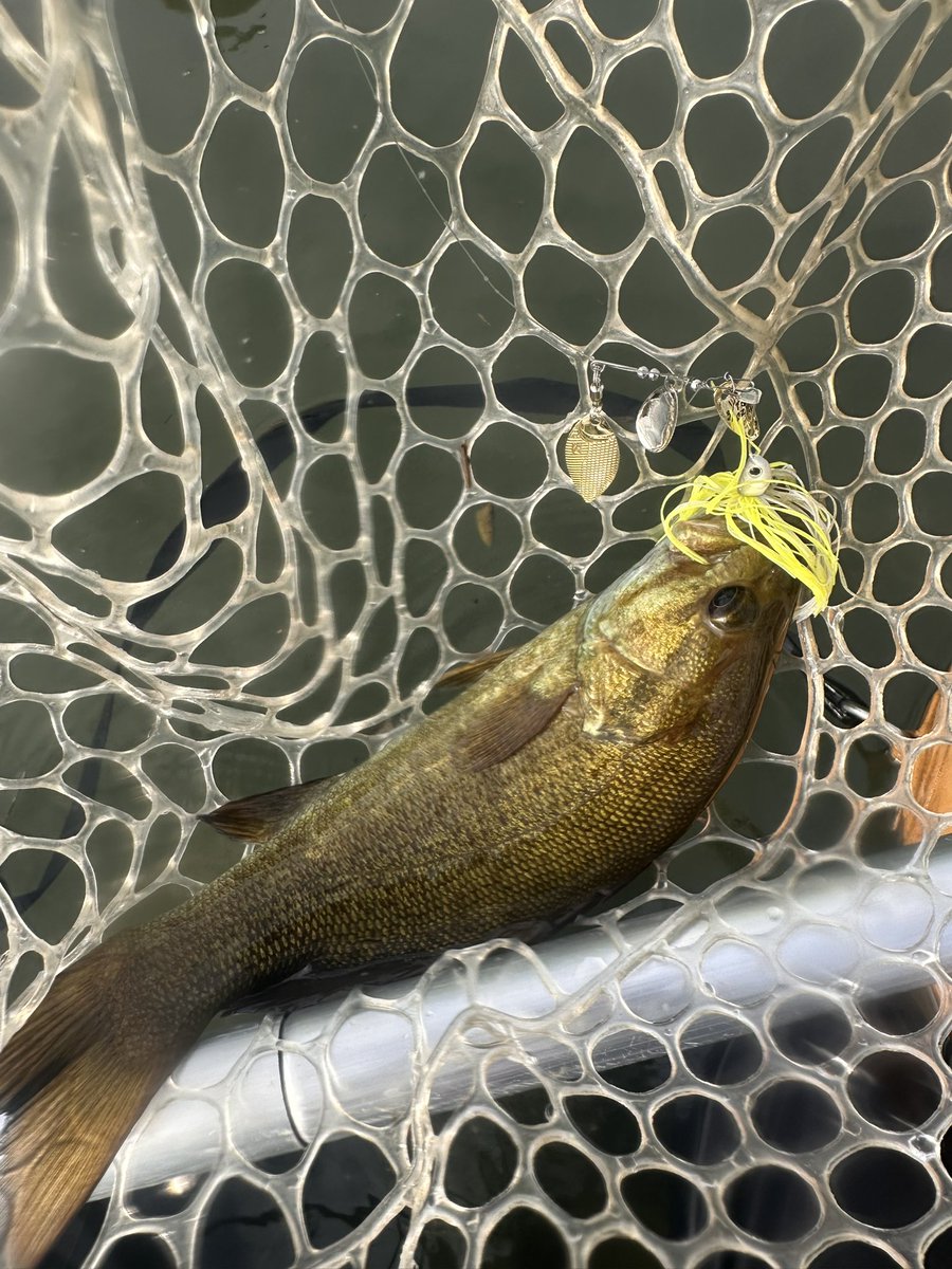 今年の夏は爆釣することなく終わりました笑

相変わらずスピナーベイトのお世話になってます🐟