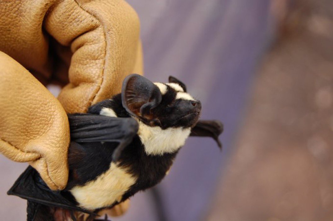 sciencegirl's tweet image. The butterfly pied bat,

 a recently discovered species.