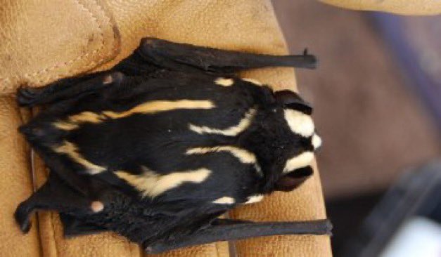 sciencegirl's tweet image. The butterfly pied bat,

 a recently discovered species.