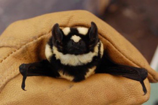 sciencegirl's tweet image. The butterfly pied bat,

 a recently discovered species.