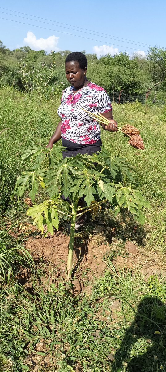Our "Mizizi Yetu Maisha Yetu" project has moved from a hopeful vision to a living reality. By equipping women in Baringo with climate-smart agricultural tools, we are seeing the direct impact on their livelihoods and community well-being.
#Sustainability