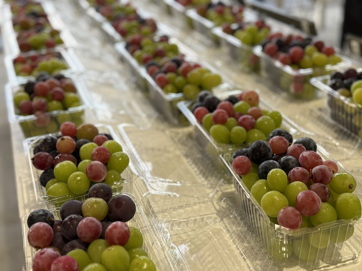 kusashio's tweet image. 3連休の営業が終わりました。秋の味覚、シャインマスカット狩り大人気でした。理想園の試食パックも沢山出ました＼(^^)／
これから明日の準備に入ります。この時期は、シャインマスカットをたっぷり入れて作ります♪