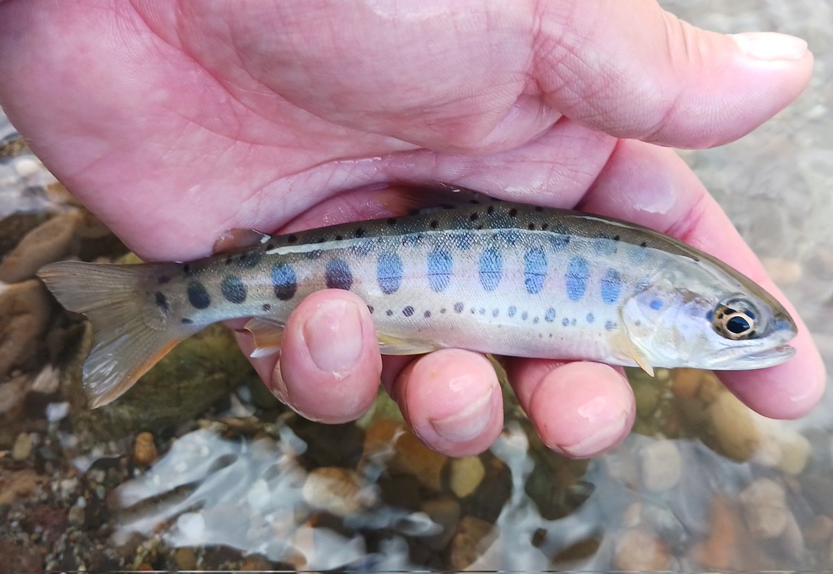 原色淡水魚図鑑I 限定版 ヤマメ×アメマス Amazon.co.jp: 原色淡水魚