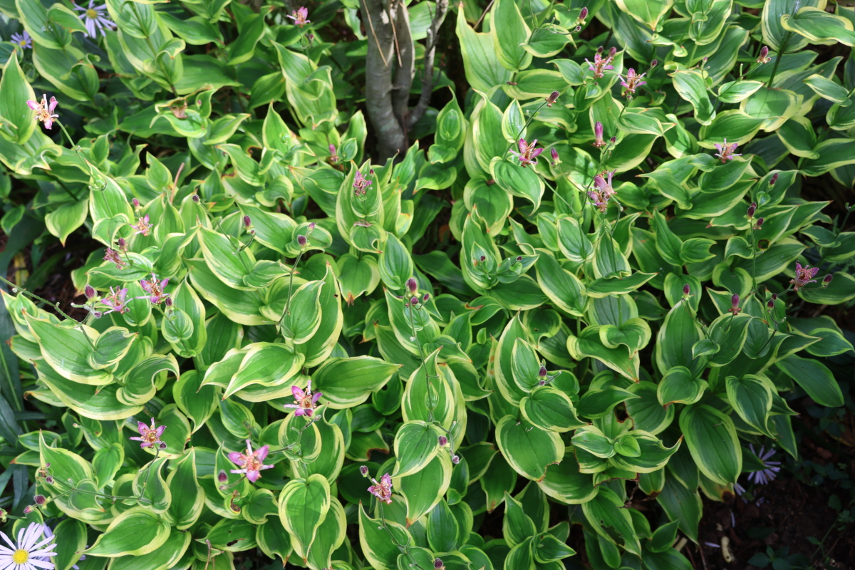 #천리포수목원_식물이야기

비비추정원의 부드러운 그늘 아래 작지만, 선명한 분홍색 꽃이 반짝이며 시선을 사로잡습니다. 그 주인공은 바로 대만뻐꾹나리 '사무라이’입니다.🍃